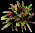 Neoregelia Intense Heat