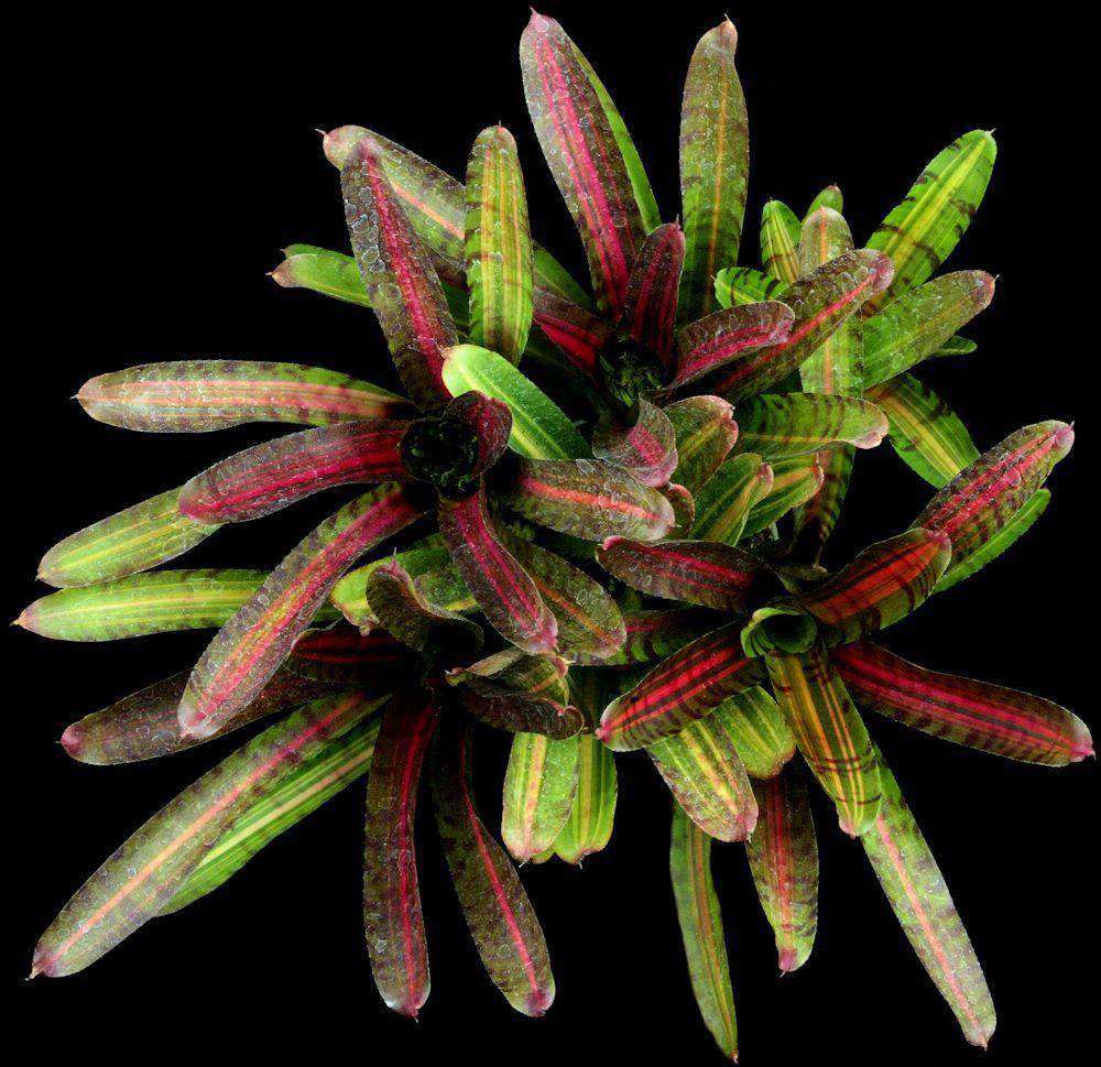 Neoregelia Intense Heat