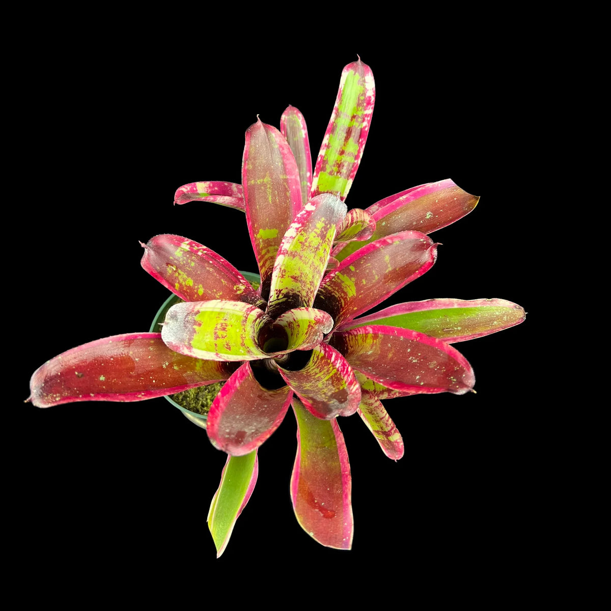 Neoregelia Jabberwock