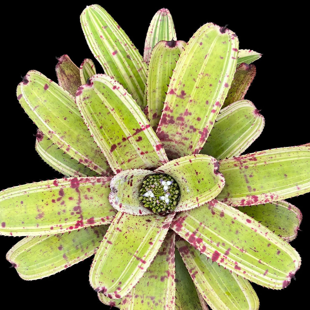 Neoregelia Monsoon "Coleman"