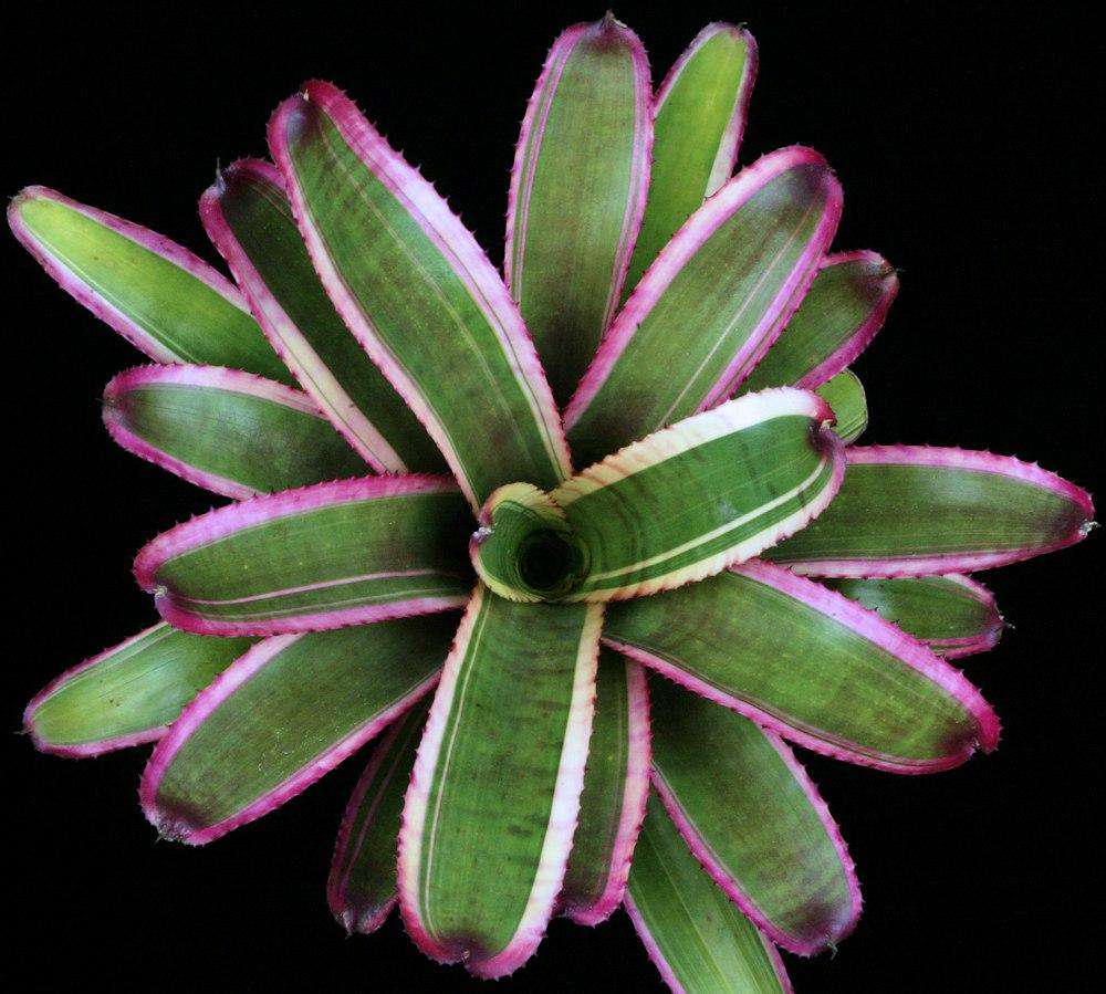 Neoregelia Red Glaze "Skotak"