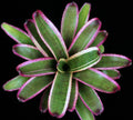 Neoregelia Red Glaze "Skotak"