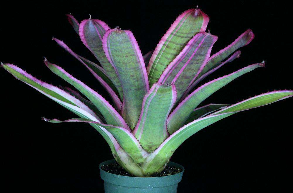 Neoregelia Red Glaze "Skotak"