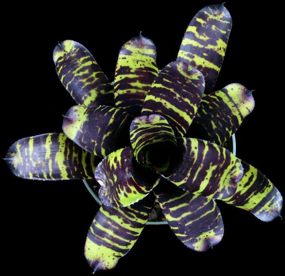 Neoregelia Savoy Truffle