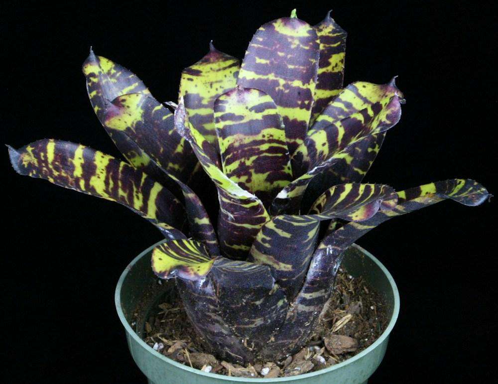 Neoregelia Savoy Truffle
