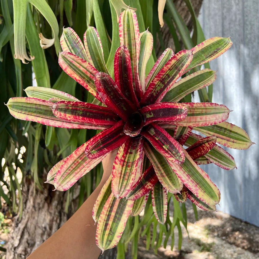 Neoregelia Shenanigans "Skotak"