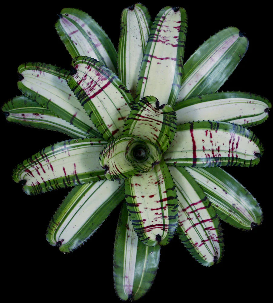 Neoregelia T-Rex "Skotak"