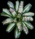 Neoregelia T-Rex "Skotak"