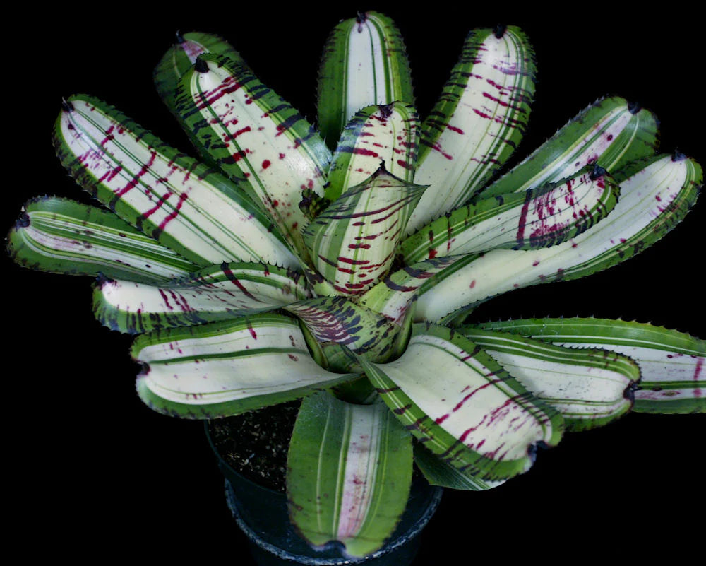 Neoregelia T-Rex "Skotak"