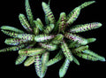 Neoregelia Taser "Skotak"