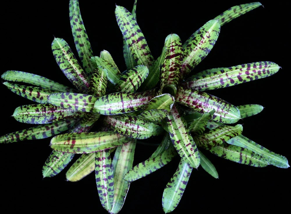 Neoregelia Taser "Skotak"