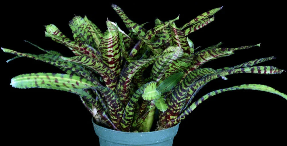 Neoregelia Taser "Skotak"