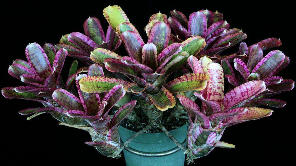 Neoregelia Whiplash "Skotak"