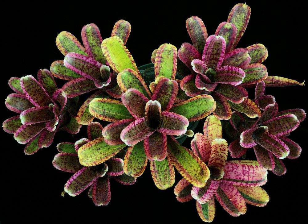 Neoregelia Whiplash "Skotak"