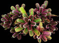 Neoregelia Whiplash "Skotak"