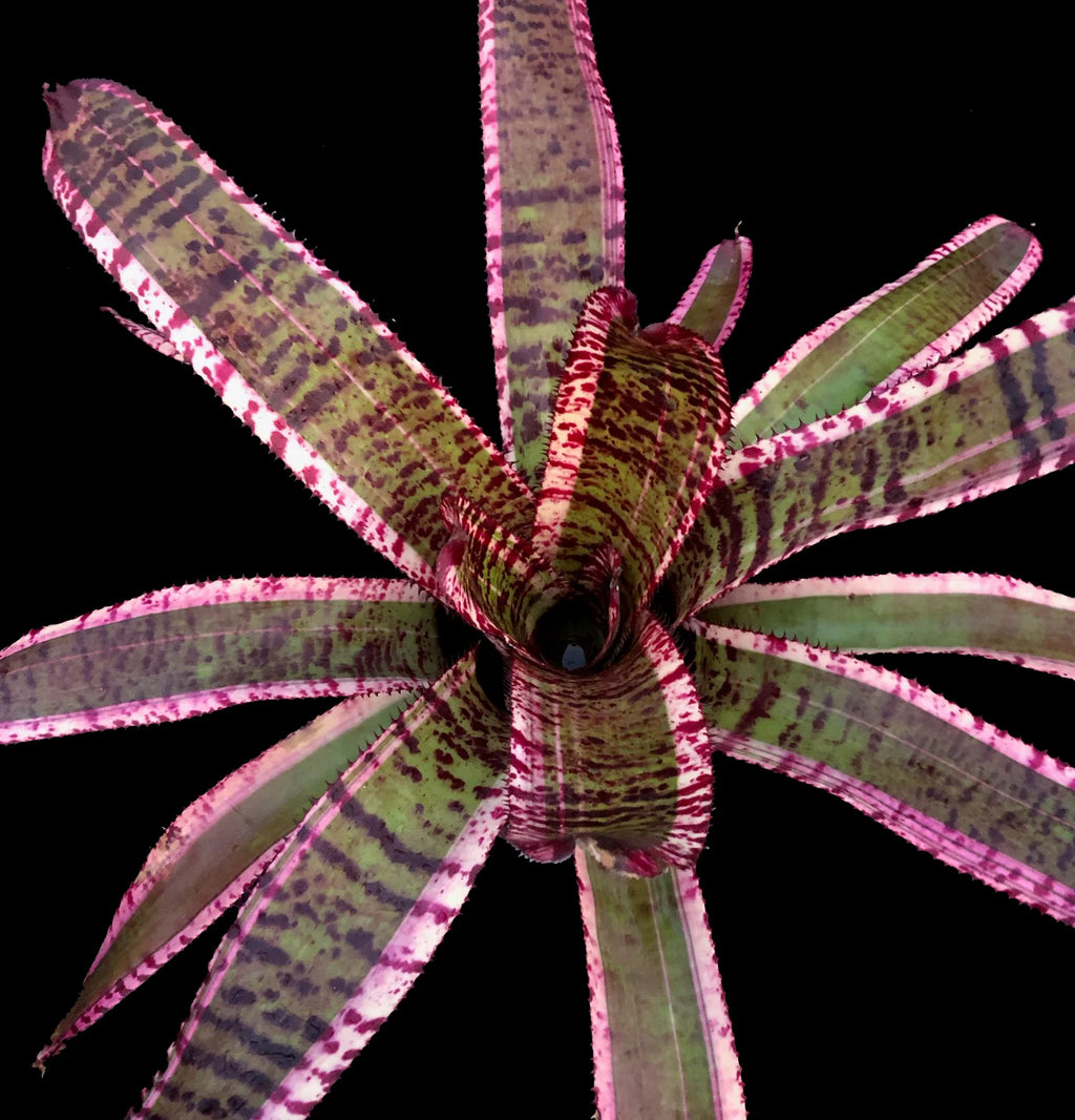 Neoregelia Zenith “Skotak”