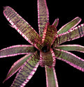 Neoregelia Zenith “Skotak”
