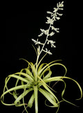 Racinaea Multiflora V. Multiflora "RARE"