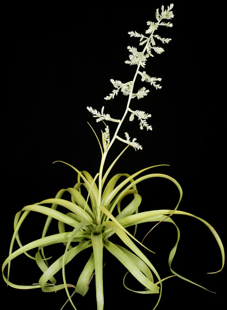 Racinaea Multiflora V. Multiflora "RARE"