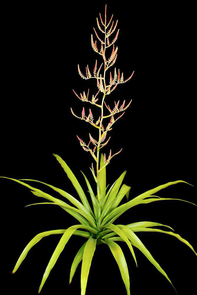 Racinaea Decipiens v. Tomensis