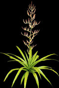Racinaea Decipiens v. Tomensis