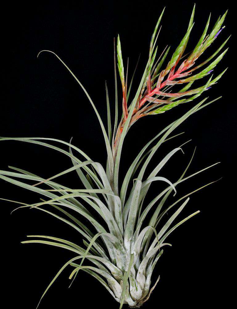 Tillandsia Audacious