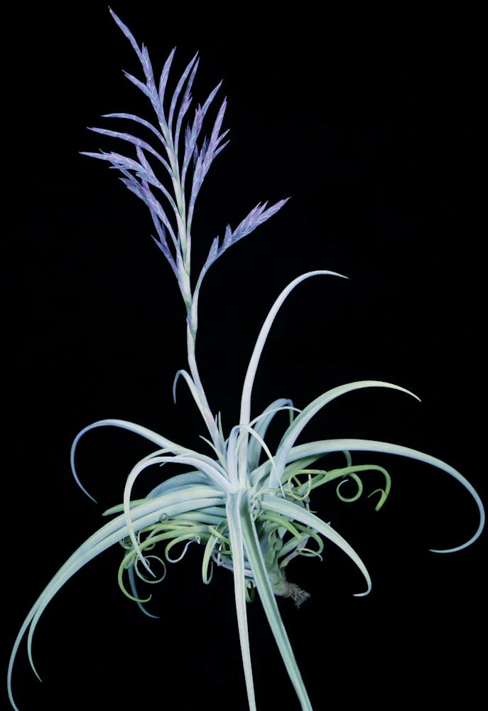 Tillandsia. Burnt Fingers