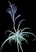 Tillandsia. Burnt Fingers