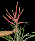 Tillandsia Chandelier
