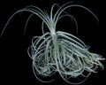 Tillandsia Goomong
