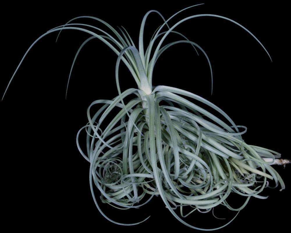 Tillandsia Goomong