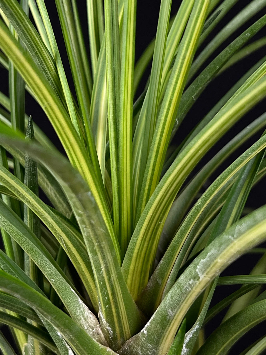 Tillandsia Hawaiian Classic