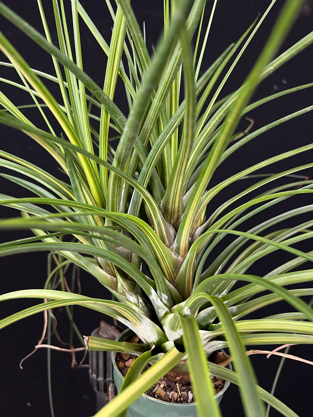 Tillandsia Hawaiian Classic