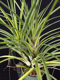 Tillandsia Hawaiian Classic