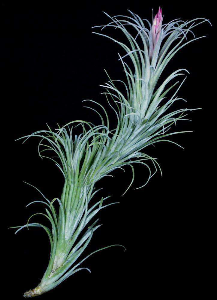 Tillandsia Ionantha Snake