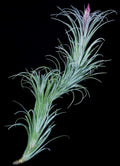 Tillandsia Ionantha Snake
