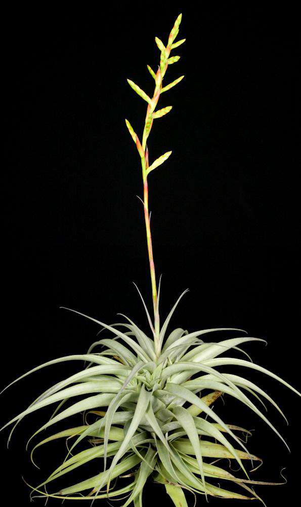 Tillandsia Latifolia Divaricate "Hard Leaf"