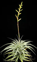 Tillandsia Latifolia Divaricate "Hard Leaf"