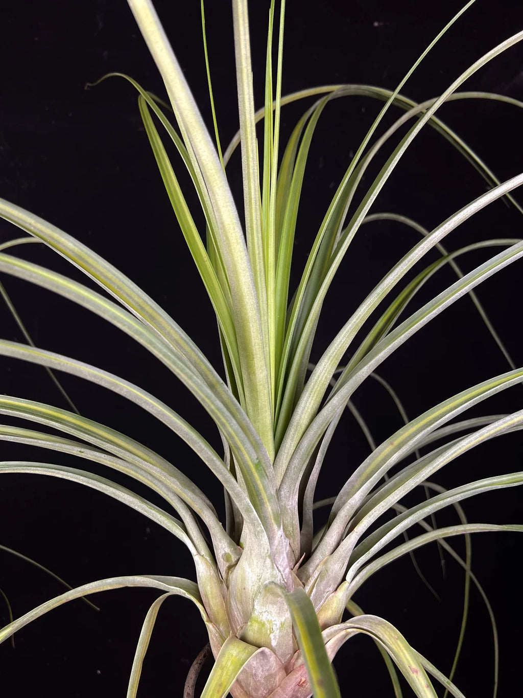 Tillandsia Long Tall Sally