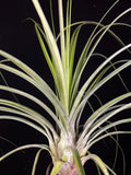 Tillandsia Long Tall Sally