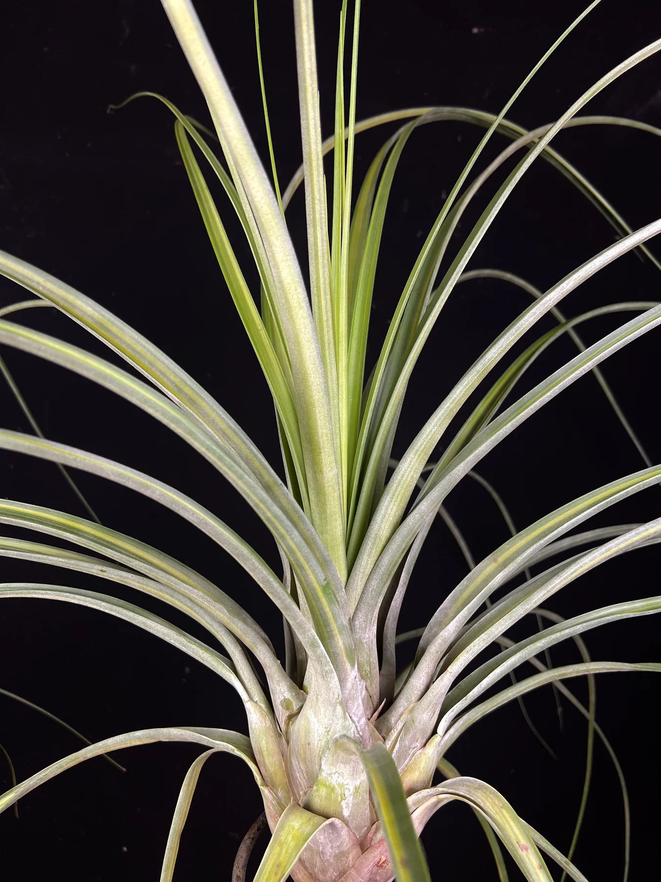 Tillandsia Long Tall Sally