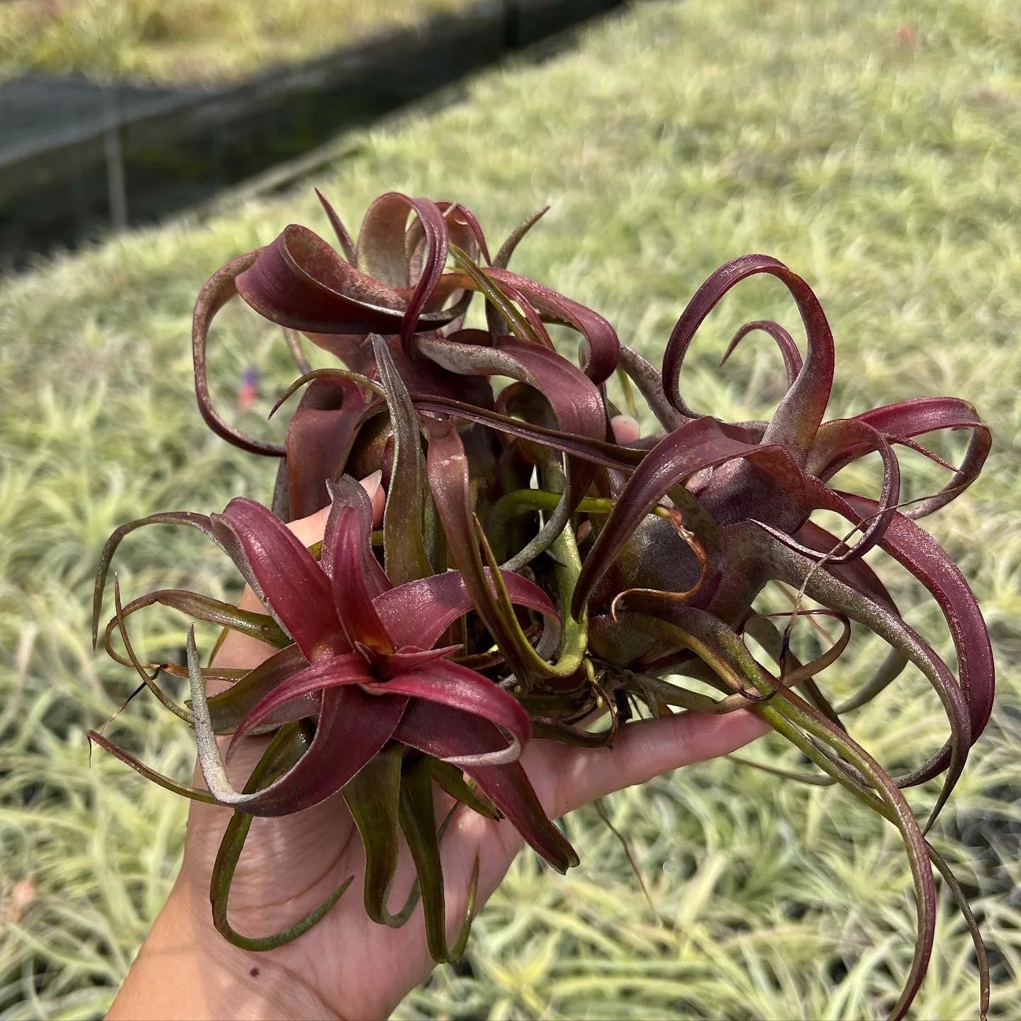 Tillandsia Red Robin