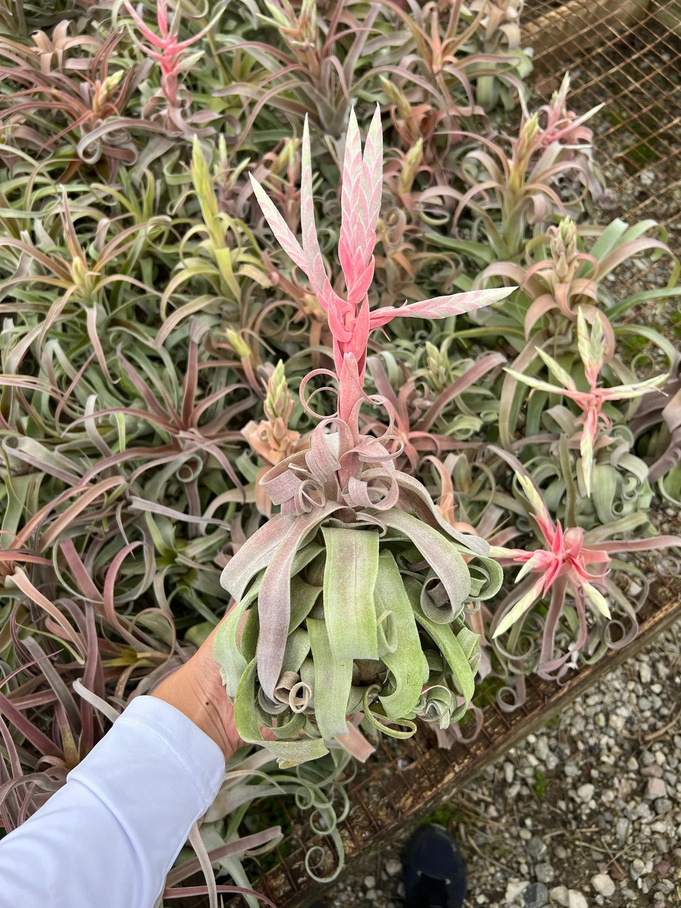 Tillandsia Red Robin