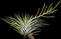 Tillandsia Socialis