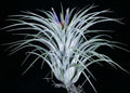 Tillandsia Veronicas Gift "RARE"
