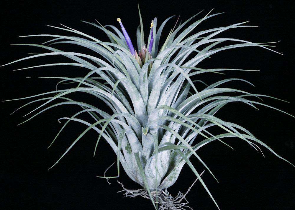 Tillandsia Veronicas Gift "RARE"