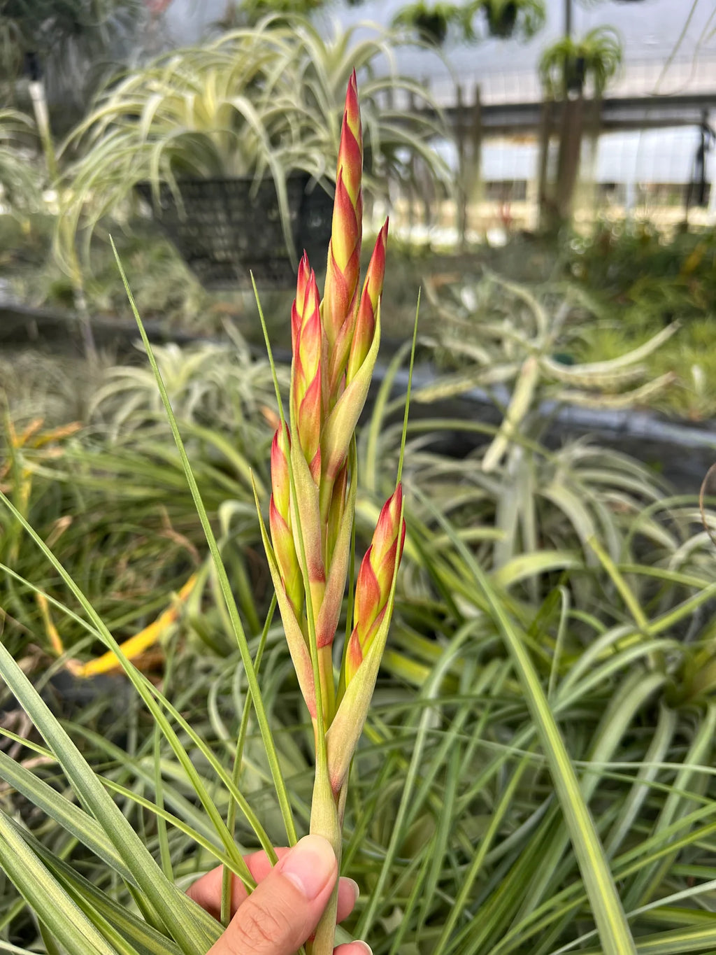 Tillandsia Long Tall Sally