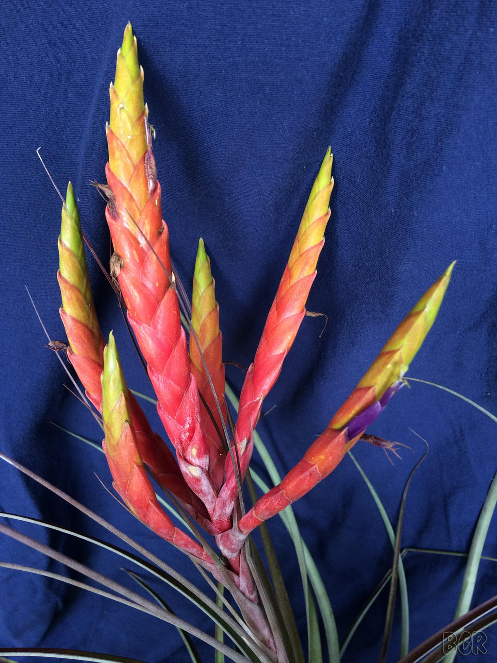 Tillandsia Costa Rica