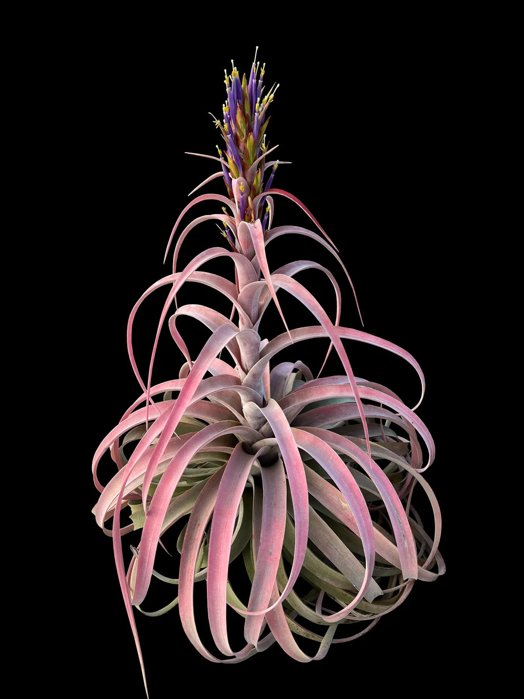 Tillandsia El Rancho