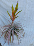 Tillandsia Yvonne "NEW 2026 FIRST RELEASE"